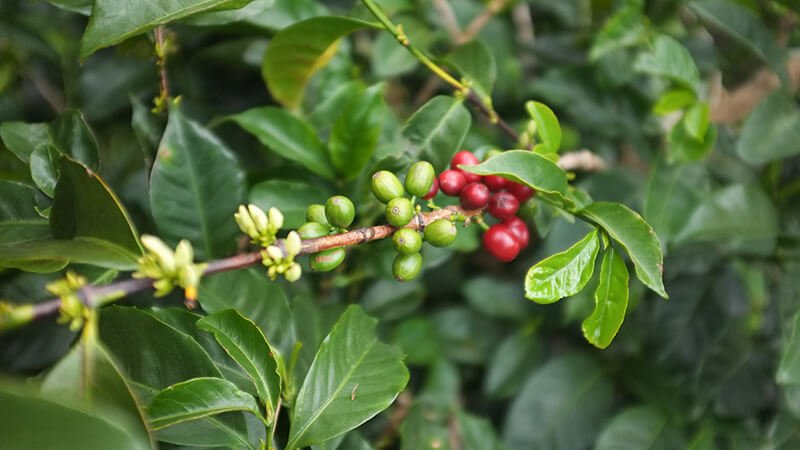 Varieties of coffee plants