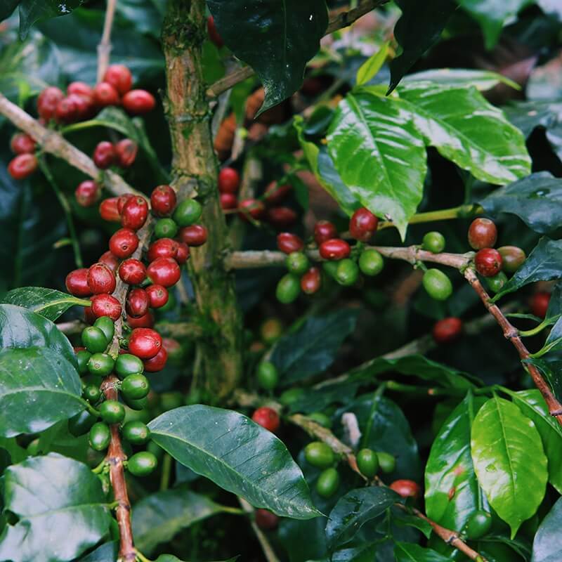 discover-coffee-varieties-jackson-maragogype-marsellesa-mundo-novo-obata-pacamara-pacas-pache-parainema