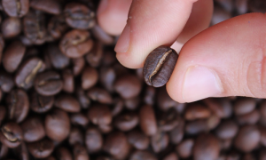 SPECIALTY COFFEE – HÀNH TRANG VÀ HÀNH TRÌNH CỦA HẠT CÀ PHÊ (PHẦN 2)