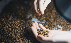 Specialty coffee – Hành trang và hành trình của hạt cà phê