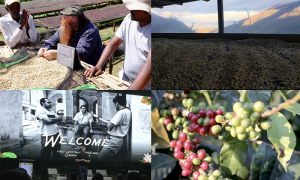 2019 YEAR IN REVIEW: THE GREEN COFFEE MARKET