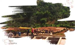 HẠT CÀ REKO WASHING STATION TỪ TẦNG KHÍ QUYỂN 2000M