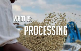 THE PROCESSING: NATURAL, WASHED AND HONEY