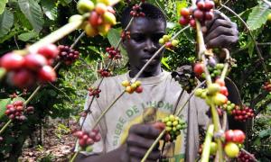 FLORAL CHIRE SAMII FROM ETHIOPIA HIGHLANDS