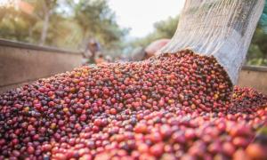 Delicate taste of Guatemala coffee