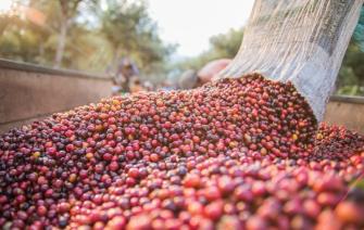 HƯƠNG VỊ TINH TẾ TỪ NHỮNG HẠT CÀ PHÊ GUATEMALA