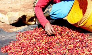 Tanzania coffee – The best coffee in the world