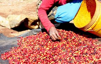 CÀ PHÊ TANZANIA – TUYỆT ĐỈNH CÀ PHÊ NGON THẾ GIỚI