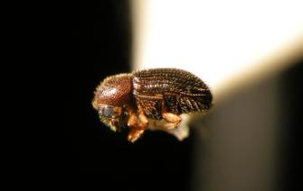 Coffee Borer Found for First Time on Hawaiian Island of Kauai