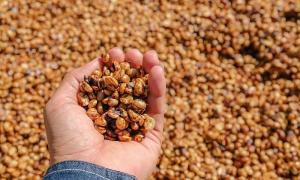Các phương pháp chế biến cà phê – Phương pháp bán ướt (honey)