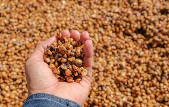 Các phương pháp chế biến cà phê – Phương pháp bán ướt (honey)