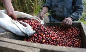 Dry coffee processing