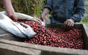 Dry coffee processing