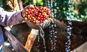 Original Coffee – Meaning of Sustainability