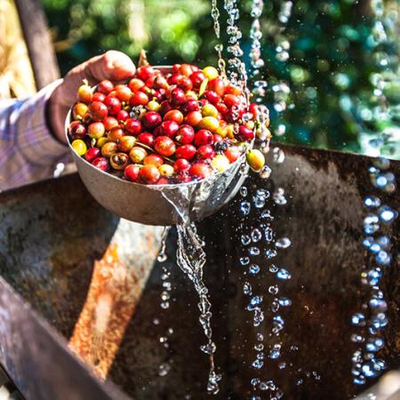 Cà phê nguyên bản – Ý nghĩa đích thực của sự bền vững