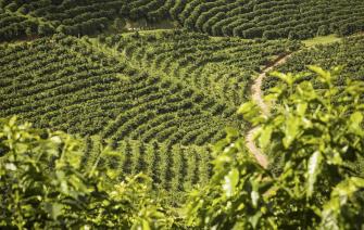 Khám phá vùng đất mẹ hạt cà thơm (Phần 1- Brazil, Burundi, Colombia, Costa Rica, Ecuador)