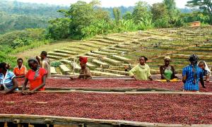 Khám phá vùng đất mẹ hạt cà thơm (Phần 2 – El Salvador, Ethiopia, Guatemala, Honduras)