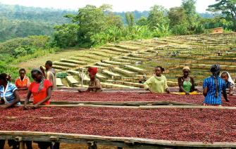 Khám phá vùng đất mẹ hạt cà thơm (Phần 2 – El Salvador, Ethiopia, Guatemala, Honduras)
