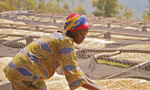 Khám phá vùng đất mẹ hạt cà thơm (Phần 3 – Kenya, Nicaragua, Mexico, Peru, Rwanda)