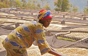 Khám phá vùng đất mẹ hạt cà thơm (Phần 3 – Kenya, Nicaragua, Mexico, Peru, Rwanda)