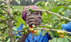 Discover typical coffee variety