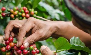 Khám phá những giống cây cà phê đặc trưng (Phần 2)