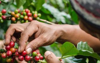 How does climate change affect the quality of Specialty coffee?