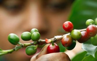 Khám phá những giống cây cà phê đặc trưng (Phần 3)