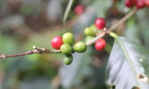 2020 Heightened Existing Challenges to Coffee Production