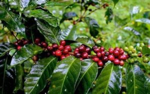 Chất lượng hàng đầu thế giới của hương vị cà phê Brazil 202104190605-8091a6814b0b0ed3a6f4306bed372fc4-2-300x188