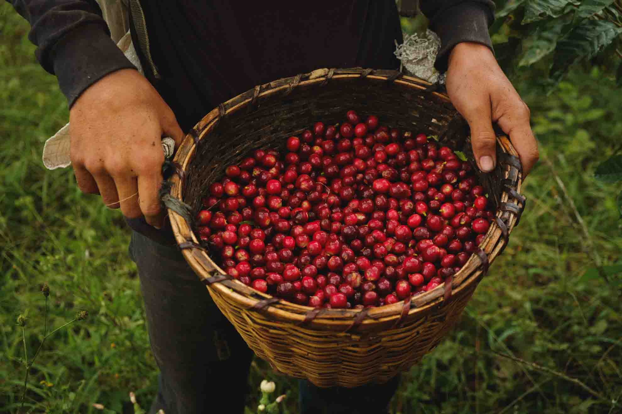 Vì sao chỉ có cà phê Arabica đạt chuẩn Specialty Coffee?