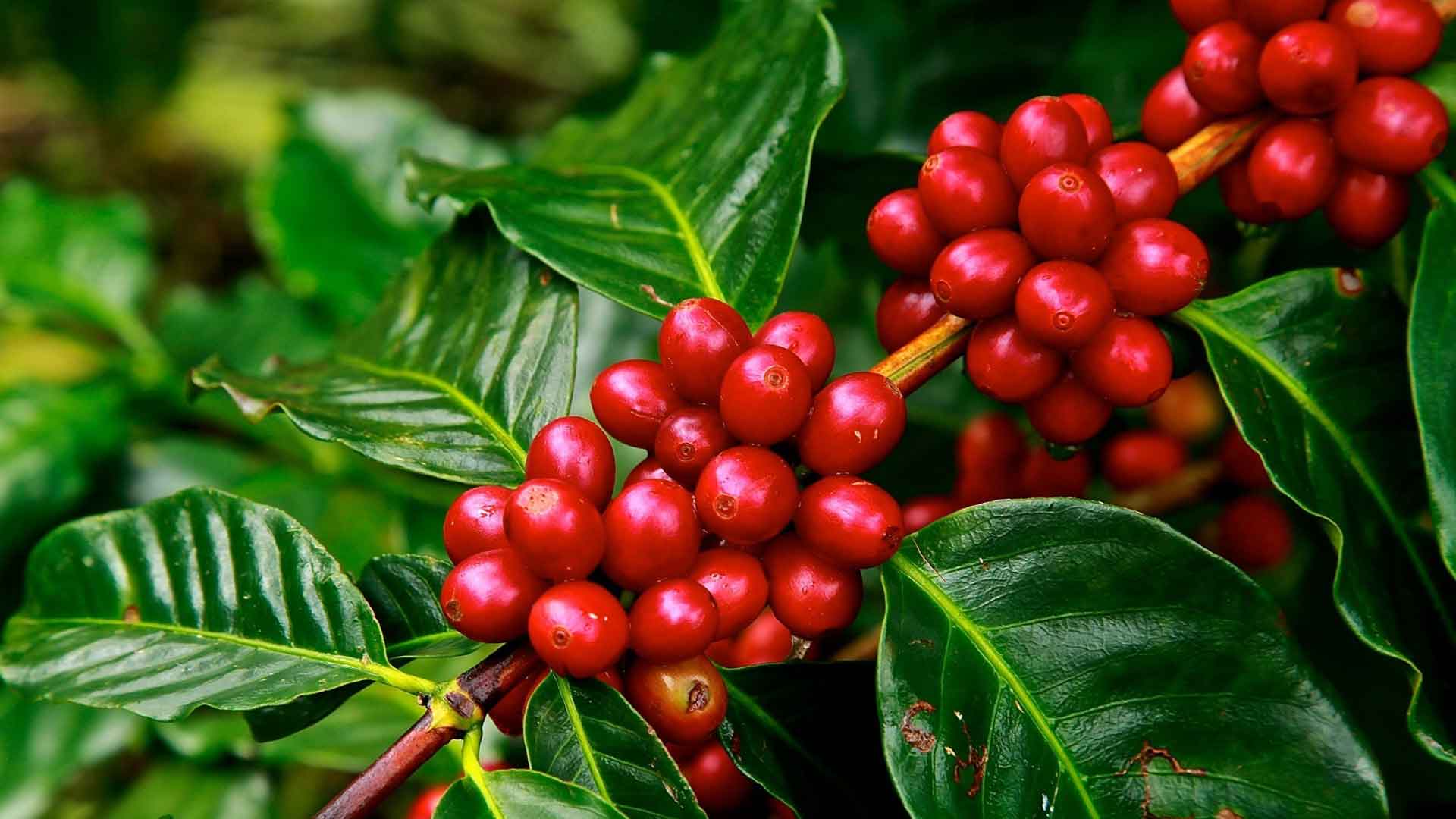 Vì sao chỉ có cà phê Arabica đạt chuẩn Specialty Coffee?