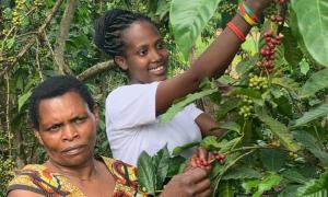 Exploring Coffee Consumption In Uganda
