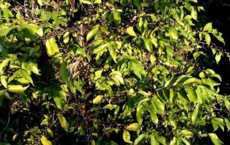 Cuộc gặp mặt giữa các nhà khoa học và người làm trong ngành cà phê với ba loại cà phê mới đáng quan tâm