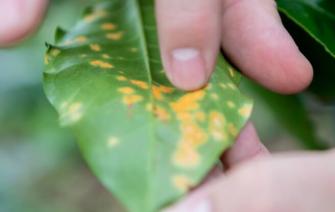 Hỗ trợ kỹ thuật có thể giúp người sản xuất cà phê chống lại sâu bệnh như thế nào?