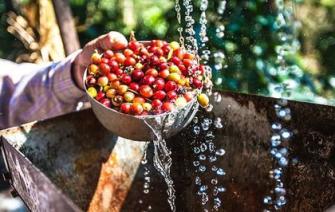 Brazilian coffee: 3 elements that make up the world’s top quality