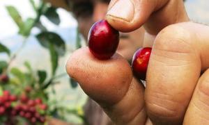 High-quality specialty coffee supplier