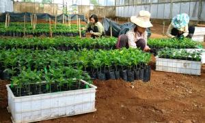 Giới thiệu các giống cà phê lai thích ứng với khí hậu ở Việt Nam