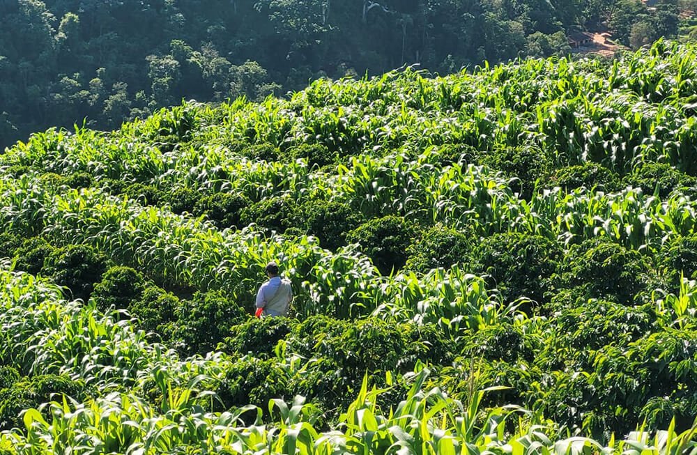 Specialty Coffee in Vietnam