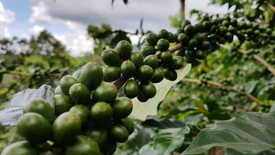 Mảnh đất El Salvador nhỏ nhắn nhưng mang lại tiềm năng cà phê vượt trội