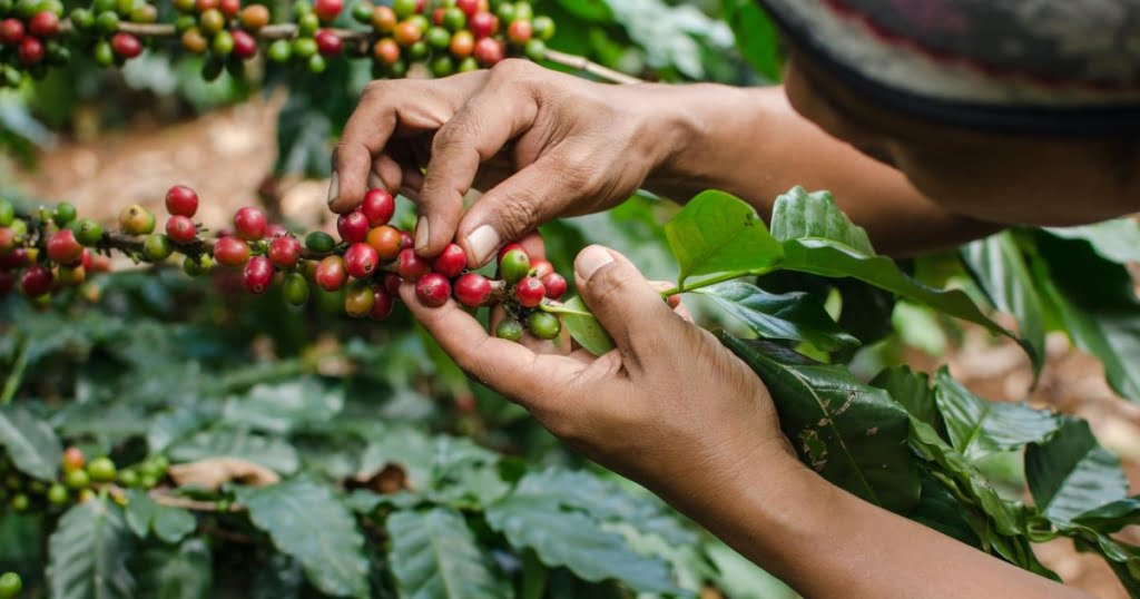Mặc dù chiếm diện tích trồng cà phê nhỏ nhưng sản lượng cà phê ở Bắc Mỹ không hề thua kém các khu vực khác. 