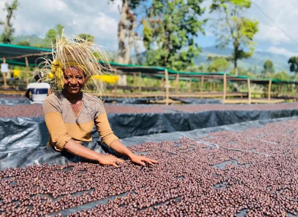 Quá trình chế biến hạt cà phê Harrar Ethiopia