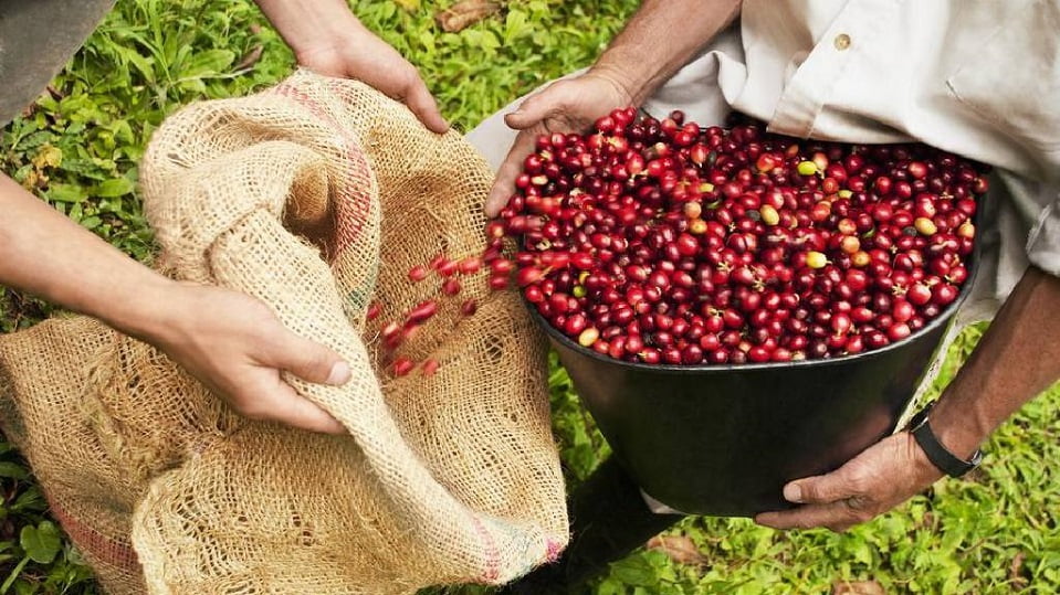 Cà phê Nam Mỹ xứng danh “thủ phủ” cà phê thế giới