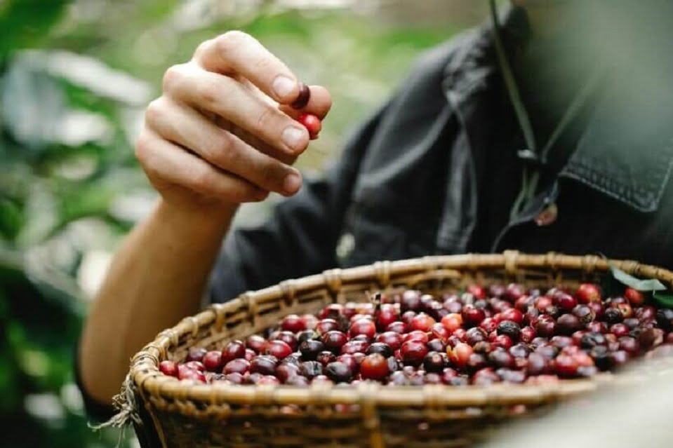 Hạt cà phê Mexico tròn trịa với hương vị tinh tế