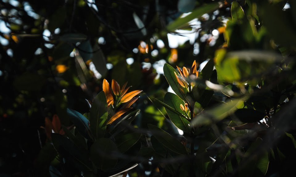 Cây cà phê trồng trong bóng râm có chất lượng cao hơn cây cà phê trồng trong nắng