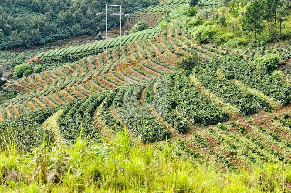 Bạn đã biết đến những vùng trồng cà phê Arabica ngon nhất tại Việt Nam
