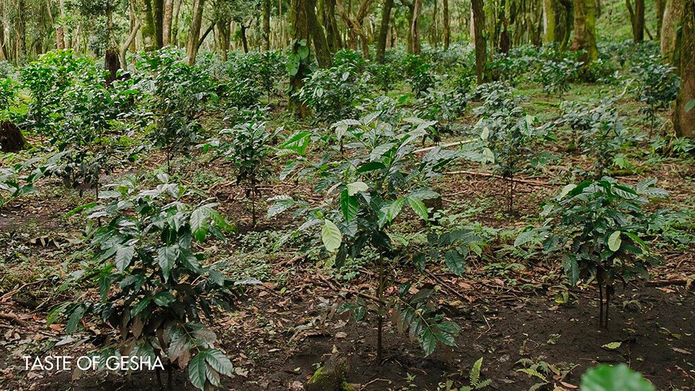 Specialty Coffee in Vietnam