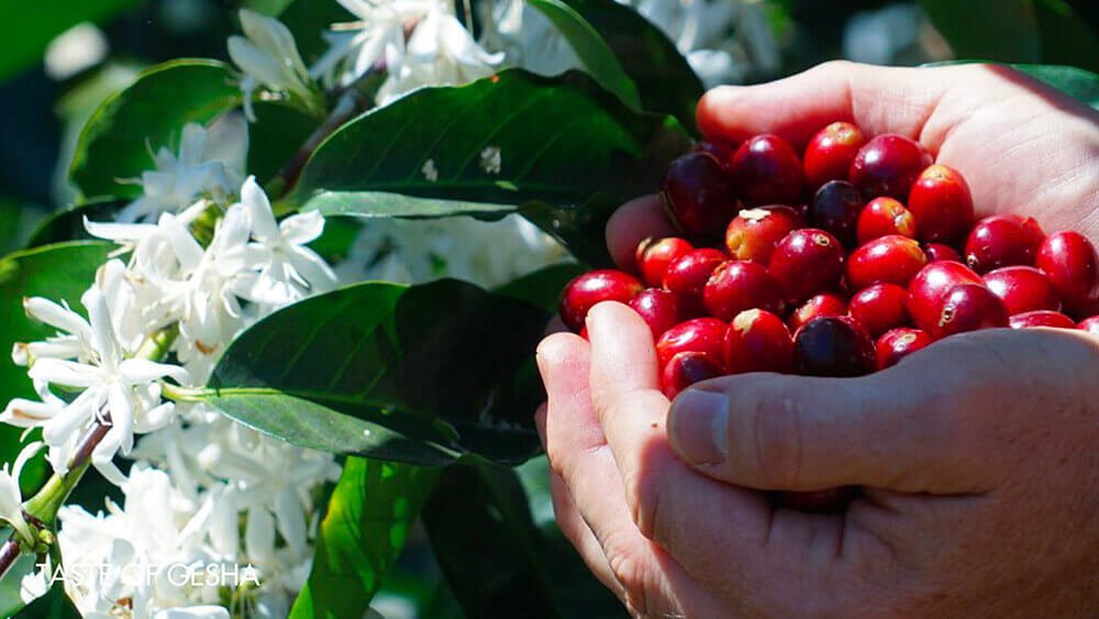 Specialty Coffee in Vietnam