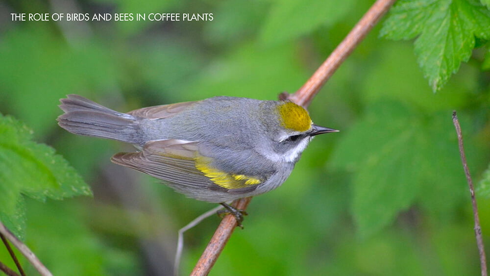 The role of birds and bees in coffee plants