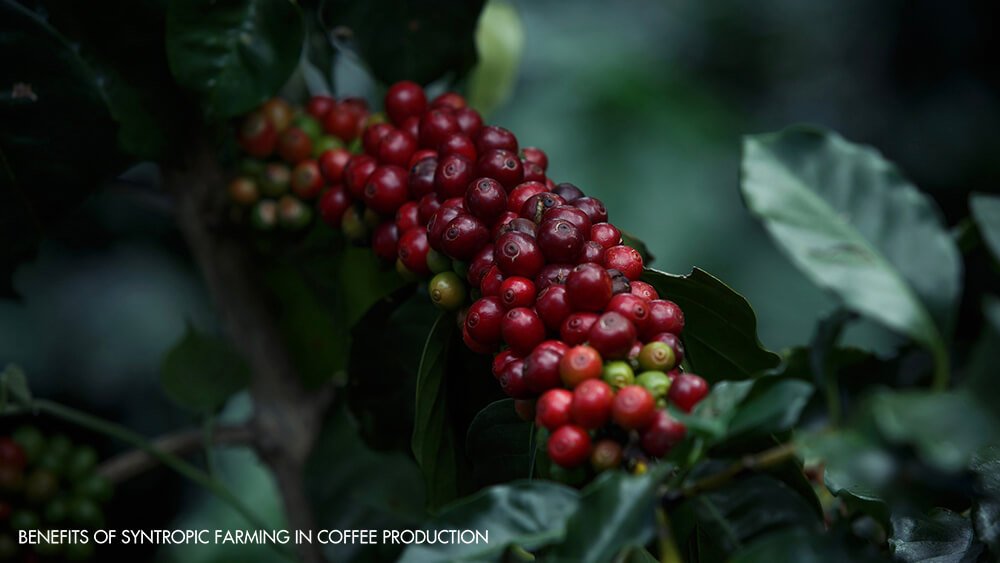 Specialty Coffee in Vietnam